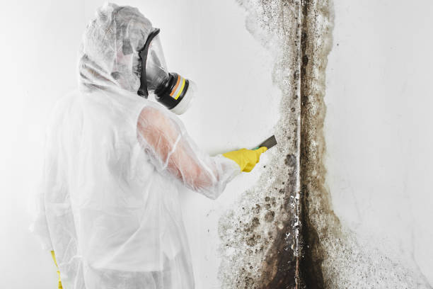 Mold Removal and Inspection in Cowpens, SC