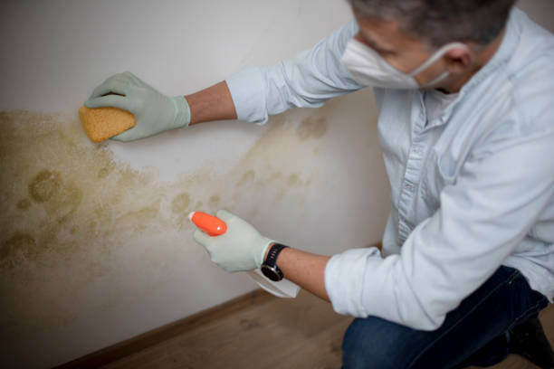 Best Residential Mold Removal  in Cowpens, SC