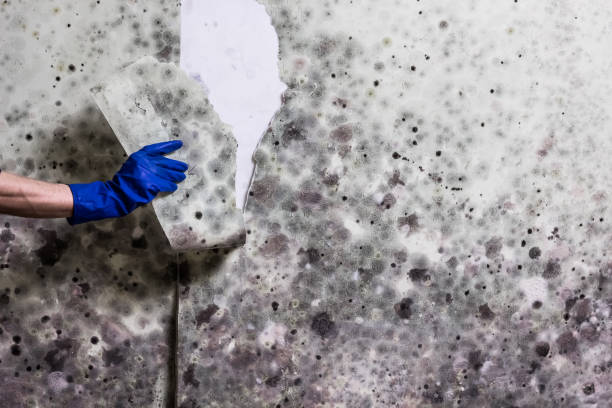 Best Professional Mold Removal  in Cowpens, SC